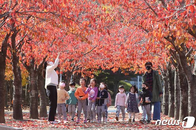 (대구=뉴스1) 공정식 기자 = 31일 오전 대구 수성구 대구스타디움 인근 산책로에서 선생님과 함께 나들이 나온 유치원 어린이들이 단풍과 낙엽으로 물든 가로수길을 걷고 있다. 2022.10.31/뉴스1  Copyright (C) 뉴스1. All rights reserved. 무단 전재 및 재배포 금지.