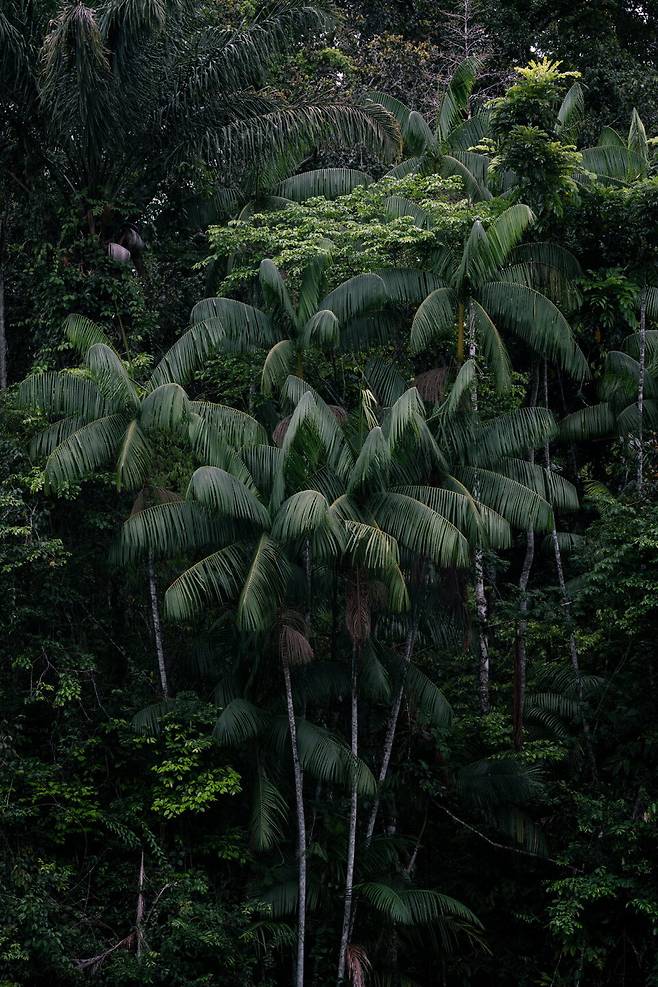 수리남 카배레보(Kabalebo) 지구에서 바라본 아사이 팜나무(Acai tree)