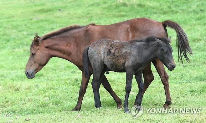 천연기념물 제주마 (제주=연합뉴스) 박지호 기자 = 구제역과 조류인플루엔자 등 가축전염병으로 인해 외부인 출입이 통제됐던 제주도축산진흥원이 지난해 9월 3일 재래가축 사육장을 언론기관에 공개할 당시 촬영한 제주마의 모습. 2016.3.10 jihopark@yna.co.kr