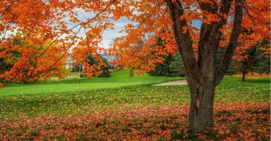 ‘낙엽 룰(leaf rule)’이 있는 골프장에선 벌타 없이 프리 드롭을 할 수 있다. 사진출처=골프닷컴