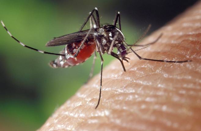 뎅기열을 옮기는 이집트 숲모기(흰줄숲모기, Aedes aegypti)./미 CDC