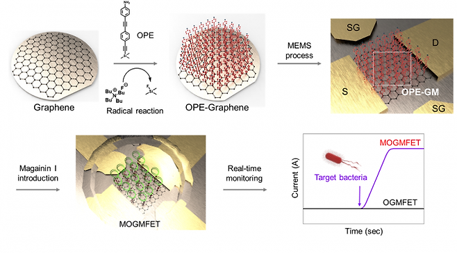 그래핀 기반 나노 바이오센서의 박테리아 검출 모식도. 생명연 제공