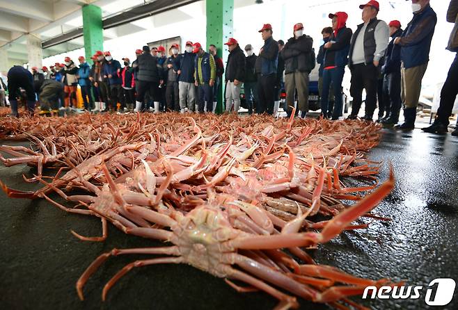 지난 3일 오전 경북 포항시 남구 구룡포수협에서 올해 첫 대게 경매가 진행되고 있다.2022.11.3/뉴스1 ⓒ News1 최창호 기자