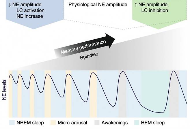 노르에피네프린 농도 조절을 통해 수면 상태를 변화시킬 수 있는지에 대한 실험 결과,&nbsp;노르에피네프린 농도의 주기적 증감 진폭을 크게 만들면 비렘수면은 렘수면으로 전환되게 되고 수면방추 빈도가 증가한다. 반대로 비렘수면 동안 노르에피네프린 농도의 주기적 증감 진폭을 낮게 만들면 수면방추 빈도는 현저히 낮아졌다. 네이처 뉴로사이언스 제공