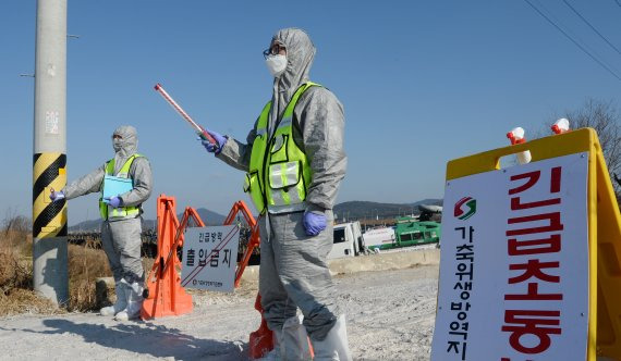 전북 정읍시의 한 농가의 오리가 조류인플루엔자(AI) 중앙사고수습본부의 검사 중 AI 의심사례로 확인된 28일 오리농장 입구에서 관계자들이 일대를 통제하고 있다. /사진=뉴시스