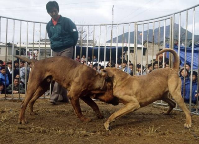 1989년 3월 촬영된 투견장의 도사견 모습.&nbsp;한국학중앙연구원,유남해 제공
