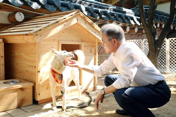 2018년 10월2일 오후 청와대 관저에서 제3차 남북정상회담 당시 북측이 선물한 풍산개 '곰이'를 돌보고 있는 문재인 전 대통령. 곰이는 퇴임 때 문 전 대통령을 따라갔다가 오갈 곳을 잃을 위기에 놓였다. /연합뉴스