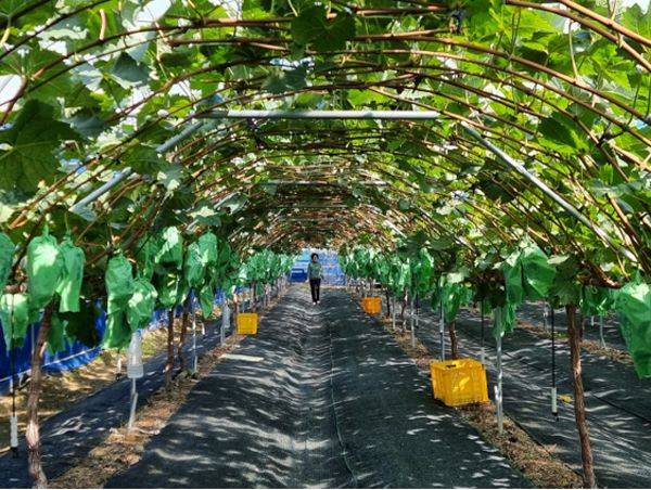 사돈 포도농장에 봉지가 씌어진 채 주렁주렁 달려있는 포도ⓒ