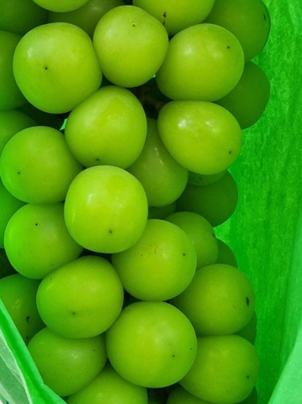 싱싱하고 잘 익은 샤인머스캣 포도ⓒ