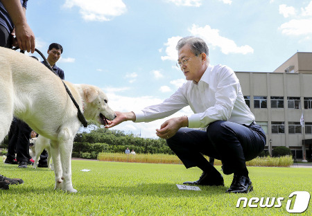 문재인 대통령이 2019년 8월 30일 청와대에서 풍산개 곰이가 낳은 강아지들과 마지막 청와대 산책을 하고 있다. (청와대 제공) 2019.8.30/뉴스1