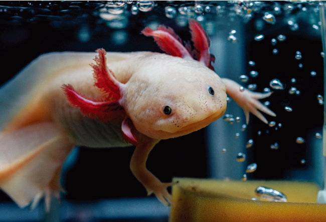 우파루파. [GETTYIMAGES]