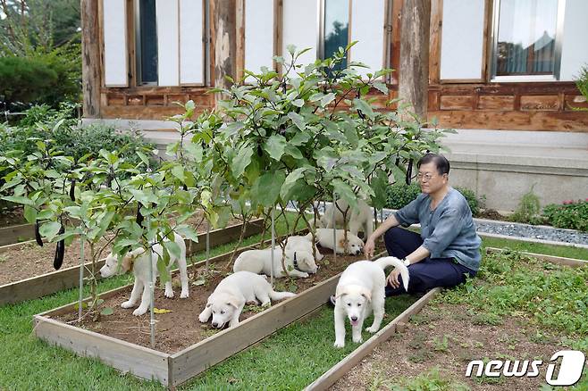 문재인 대통령과 김정숙 여사가 지난 8월 29일 관저 앞 마당에서 풍산개들과 시간을 보내고 있다. 문 대통령은 이날 사회관계망서비스(SNS)에 "석 달 전 '마루'와 '곰이' 사이에서 태어난 풍산개 새끼 7마리가 모두 튼튼하게 자랐다＂며 ＂많은 분들이 보내주신 의견에 따라 이름을 '아름', '다운', '강산', '봄', '여름', '가을', '겨울'로 지었다＂고 밝혔다. 또, ＂이번에도 희망하는 지자체들이 있다면 두 마리씩 분양하겠다＂고 덧붙였다. '곰이'는 지난 2018년 김정은 북한 국무위원장이 선물한 풍산개 암컷이고, 마루는 문 대통령 양산 사저에서 데려온 반려견이다. (청와대 제공) 2021.9.1/뉴스1 ⓒ News1 유승관 기자