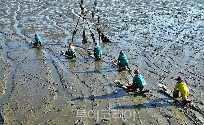 벌교읍 장도갯벌에서 어민들이 맨손어업으로 참꼬막을 채취하러 가는 모습