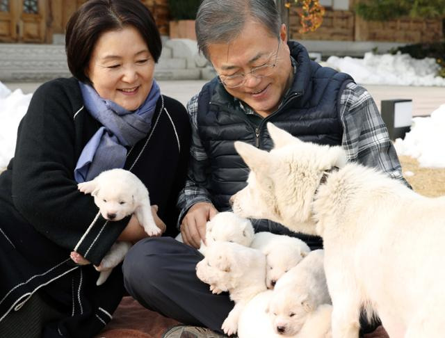 2018년 11월 25일 오후 문재인 대통령과 부인 김정숙 여사가 관저 앞마당에서 갓 태어난 풍산개 '곰이'의 새끼들을 살펴보고 있다. 청와대 제공