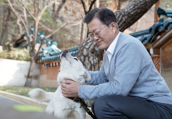 2021년 2월 12일 당시 청와대가 SNS를 통해 문재인 대통령이 청와대 관저에서 풍산개 곰이와 함께하는 모습을 공개했다. 연합뉴스