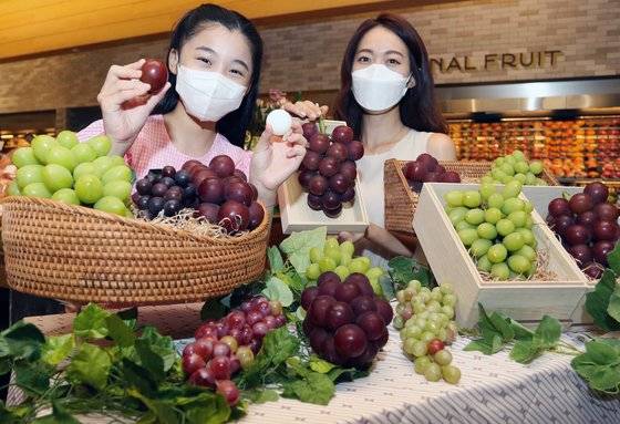 지난해 7월 서울의 한 백화점 식품관에서 모델들이 프리미엄 포도 루비로망과 쥬얼머스캣을 선보이고 있다.   연합뉴스