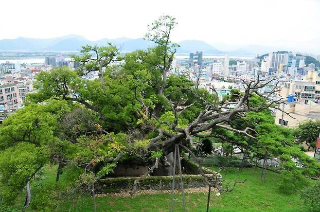 부산 구포동 당숲 [문화재청 국가문화유산포털 제공. 재판매 및 DB 금지]