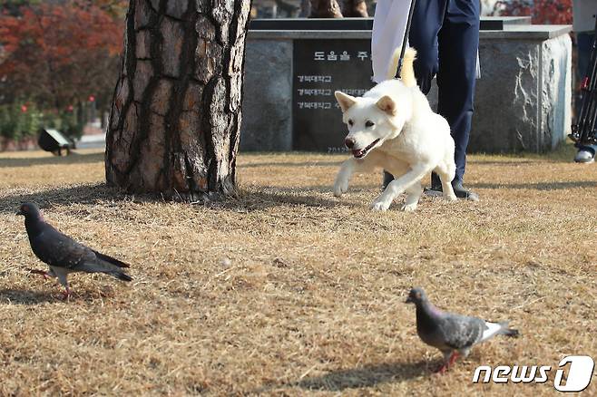 10일 오후 대구 북구 경북대학교 수의과대학 부속동물병원 앞에서 산책을 나온 풍산개 암컷 '곰이'가 비둘기를 발견하고 쫓으려 하고 있다. 2022.11.10/뉴스1 ⓒ News1 공정식 기자