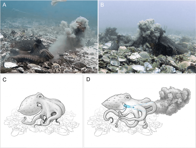 문어가 사이펀 기관을 이용해 주변 사물을 다른 문어에 던지는 모습 (자료=시드니대학, PLOS ONE)