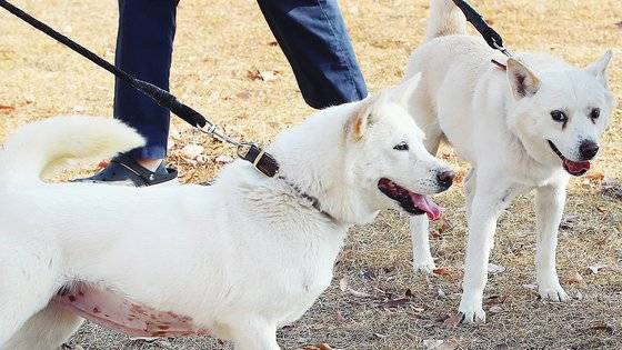 10일 오후 대구 북구 경북대학교 수의과대학 부속동물병원 앞에서 풍산개 암컷 '곰이'(왼쪽)와 수컷 '송강'이가 대학 관계자와 함께 산책하고 있다. 뉴스1