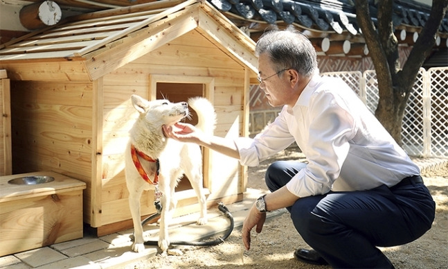 2018년 문재인 전 대통령이 김정은 북한 국무위원장으로부터 선물 받은 풍산개와 함께 시간을 보내고 있다. AP연합