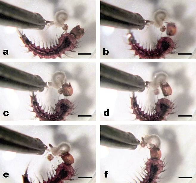 왕모기의 일종인 톡소린키테스 암보이넨시스가 머리를 내쏘아 장구벌레를 사냥하는 연속 동작. 로버트 핸콕 (2022) ‘미국 곤충학회 연보’ 제공.
