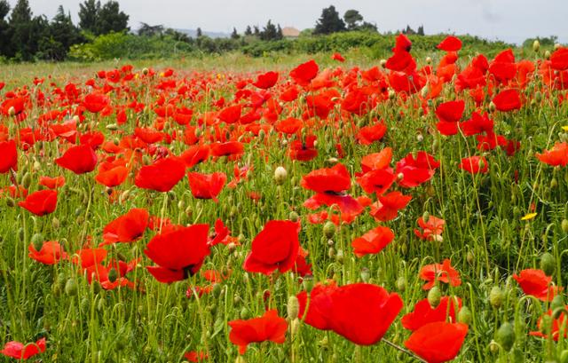 제1차 세계대전 캐나다 군의관 존 맥크래의 시 '플랑드르 들판에서(In flanders fields)'에서 유래해 1차 세계대전 전사자들의 상징이 된 꽃 개양귀비. 위키미디어 커먼스