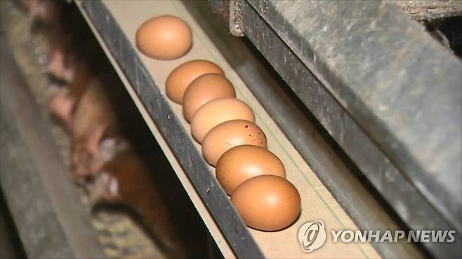 양계장 [기사 내용과 직접 관련 없음. 연합뉴스TV 제공]