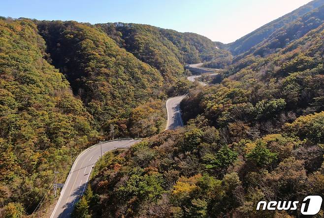 강원도 평창군 오대산 자락 진고개에 물든 단풍.(자료사진)ⓒ News1 DB