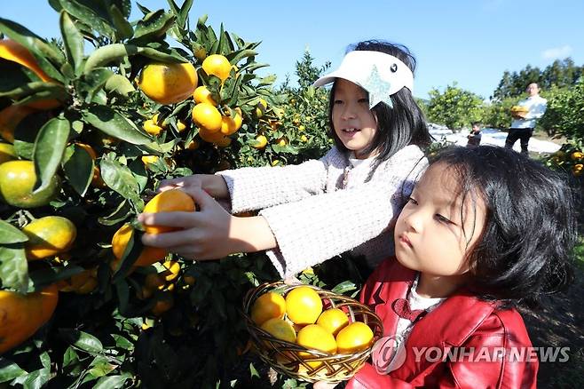 감귤이 주렁주렁 [연합뉴스 자료사진]