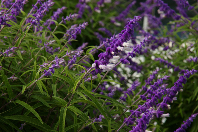 벨벳 같은 질감의 진보라색 꽃으로 인기가 높은 멕시칸 세이지(Salvia leucantha).  ⓒ박원순