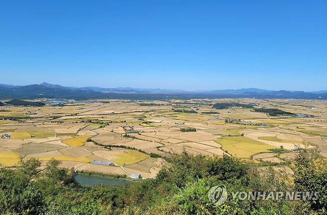 황금빛으로 물든 철원평야 [연합뉴스 자료사진]