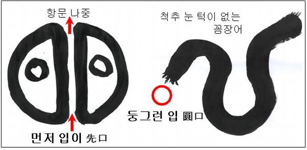 항문보다 입 먼저 생기는 "선구"  턱 없는 입이 둥글게 생긴 "원구"