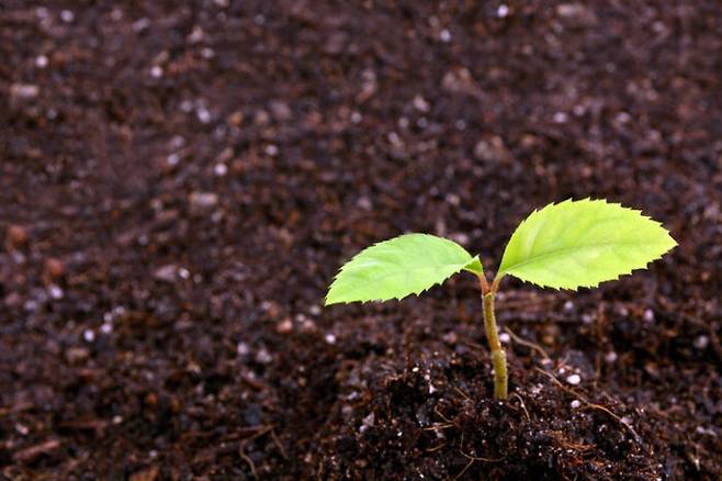 신진대사와 밀접한 관련이 있는 효소는 익히지 않은 채소와 과일 등에 많다. [사진=게티이미지뱅크]