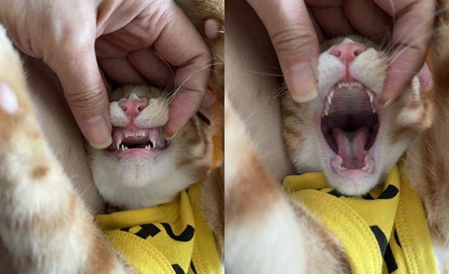 이갈이 중인 태오! 유치에 집착하는 집사!