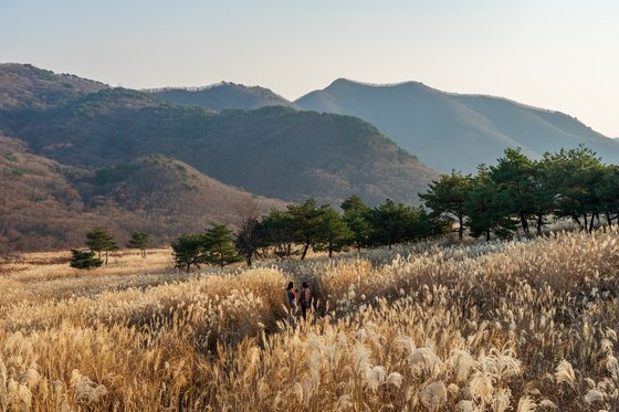 재약산 사자평. 전국 최대 규모의 억새밭이다.