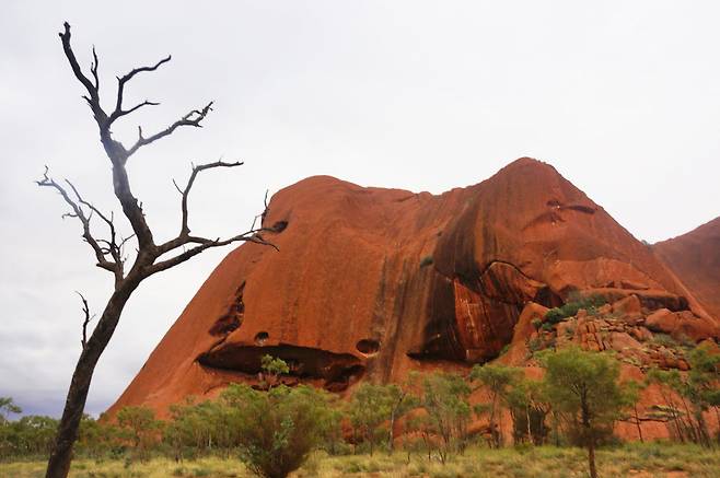 기이한 모양의 암석 표면과 메마른 나뭇가지, 그 사이사이에 자란 푸른 나무들이 생명과 죽음, 과거와 현재를 아우르며 인상적인 풍경을 자아낸다.