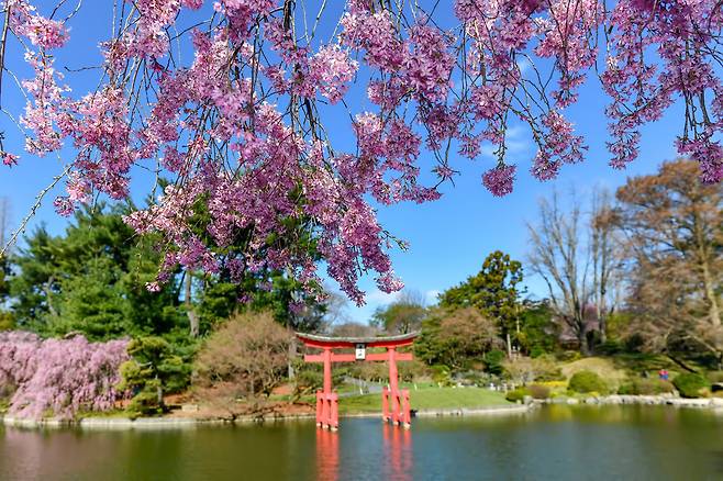 [사진] 뉴욕_브루클린 식물원