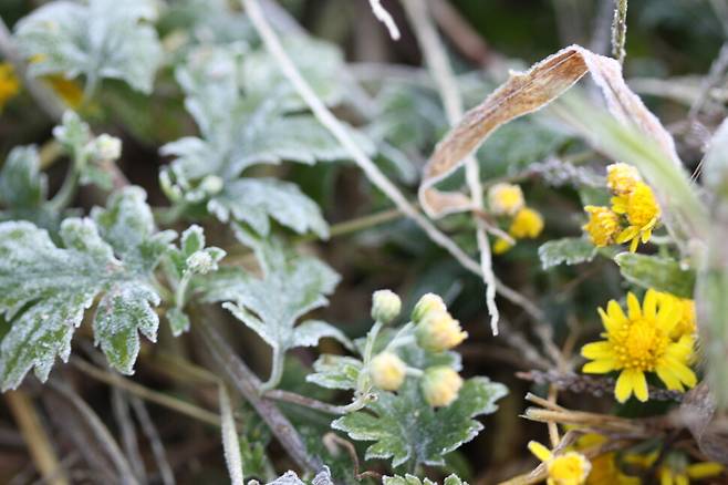 여우숲에 핀 산국. 김용규 제공