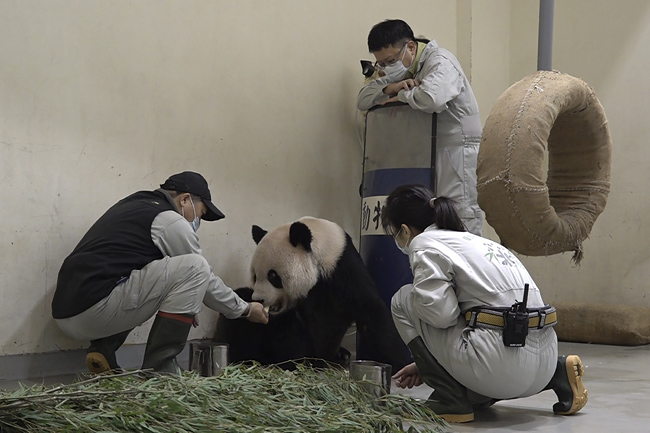 대만 타이베이시립동물원 관계자들이 한때 중국-대만 화해의 상징으로 여겨졌던 판다 퇀퇀을 돌보고 있다. 퇀퇀은 19일 투병 끝에 숨졌다. AP 연합뉴스