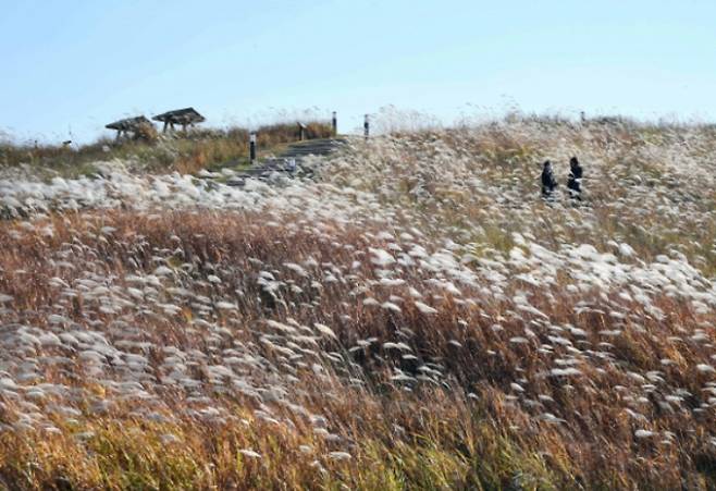 만추의 시흥 배곧생명공원의 갈대. / 사진제공=시흥시