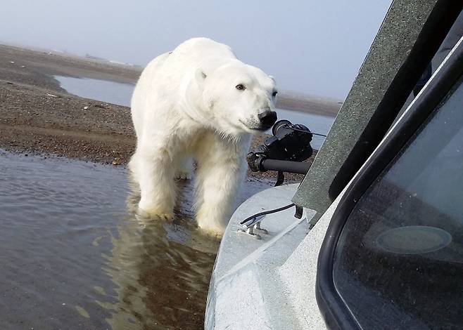 보트 쪽으로 다가온 북극곰이 사진가의 카메라에 코를 갖다 댄다. 북극곰이 굶주려 있는 시즌이라 몹시 긴장되는 순간이었다.