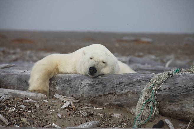 통나무를 베개삼아 졸고 있는 북극곰.