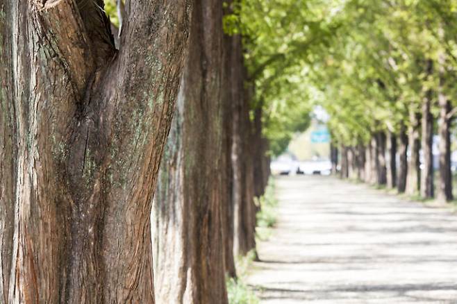 거리에 심은 나무들이 비우발적 및 심혈관 사망률의 상당한 감소와 관련이 있다는 연구 결과가 나왔다. [사진= 게티이미지뱅크]