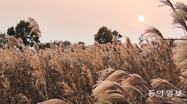 늦가을은 사람의 과거를 돌아보게 만드는 힘이 있다. 병(病)이자 축복이다. 서울 마포구 상암동 하늘공원의 해 질 녘. 유윤종 문화전문기자 gustav@donga.com