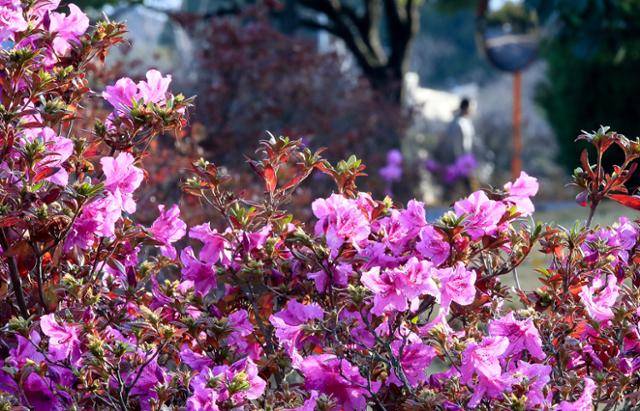 절기상 소설(小雪)을 하루 앞둔 21일 제주대학교 교정에 철쭉이 피어나 이색 정취를 자아내고 있다. 제주=뉴시스