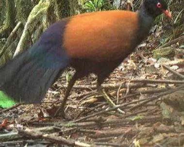 140년 만에 발견된 검은깃 꿩비둘기. CNN 캡처