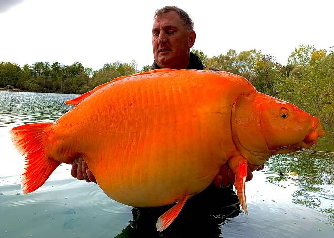 이달 초 앤디 해킷(42)이 프랑스 상파뉴 블루워터 호수에서 초대형 금붕어를 낚았다./페이스북