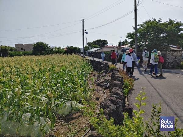 제주 밭담길을 트래킹 하고 있는 여행객들. ⓒ김재원