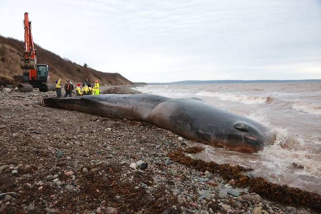 지난 3일 노바스코샤주 해변에서 발견된 향유고래. 배 속에 150㎏에 달하는 쓰레기가 들어 있었다. /해양동물대응협회(MARS) 페이스북